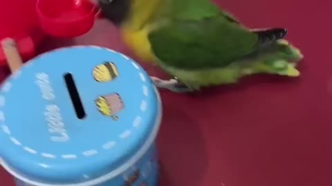 Parrot doing skillfull activity tammed parrot 🦜