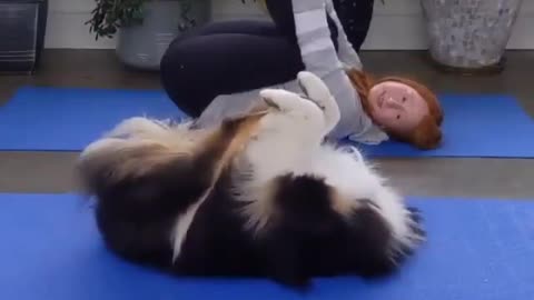 Dog practices yoga with owner and mimics her perfectly