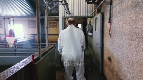 Breeding Millions of Modern Pigs - Automatic Pig Farm Management System