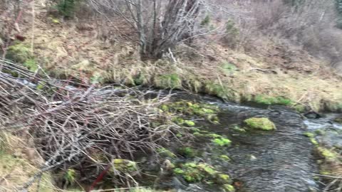 Exploring a Side Creek Small Feeder Into Metolius River – Central Oregon