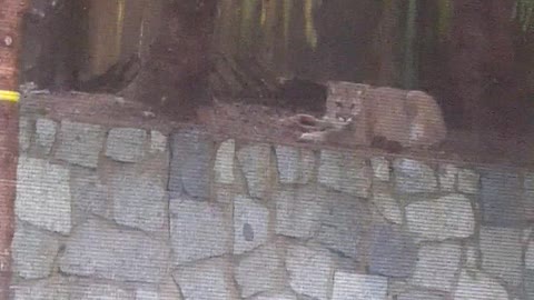 Cougars Fall From Tree in BC Backyard