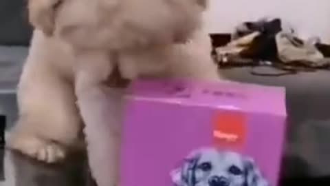 Funny dog saves money