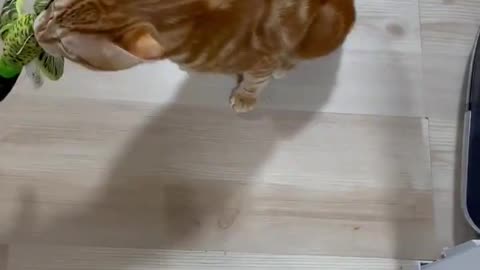 My cat loves this bird