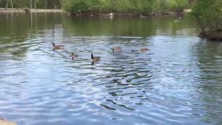 Observing Canadian geese near the park pond