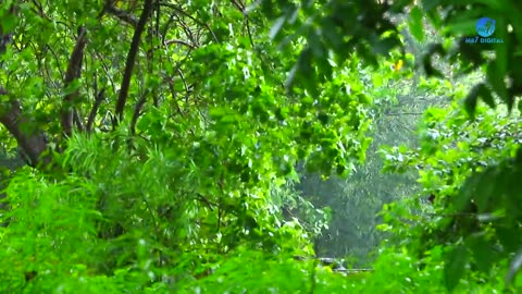 Beautiful Rian Raining scenery & Neture Video || HD Neture Video