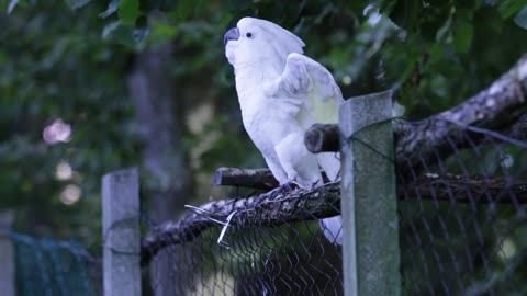 The naughty white parrot is dancing