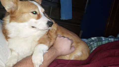 Needy Corgi Asks for Attention