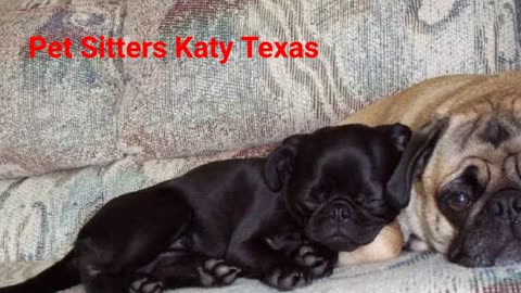 A Pet Lover's Sitting Service - #1 Pet Sitters in Katy, Texas