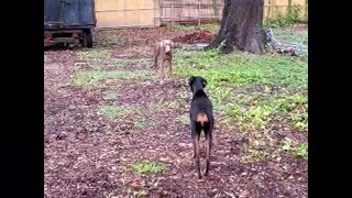 Sneak attack Doberman's