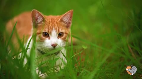 how Making Cats Hear Your Word