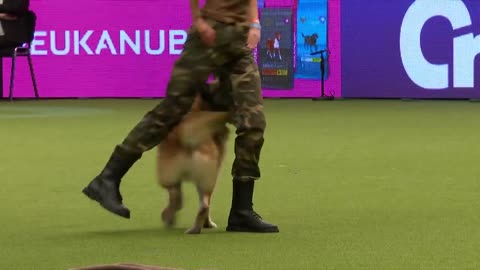 Amazing Dog Performs CPR, Squats and Press Ups in Heelwork To Music Routine | Crufts 2021