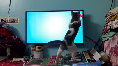 Kitty Tries to Catch Fish During Quarantine