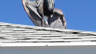 Great Blue Heron drying off