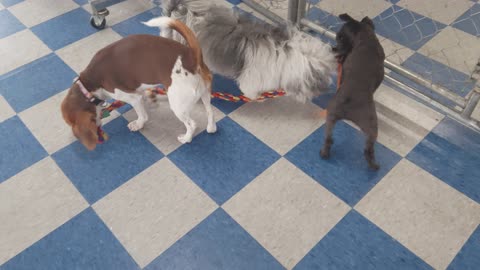 Small dog tug of war