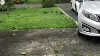 Tree Collapses Over Powerlines During Huge Storm