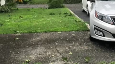 Tree Collapses Over Powerlines During Huge Storm