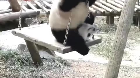 Panda stuck on a swinger😅🤣😅🤣