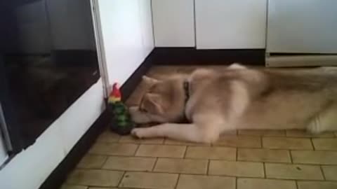 HUSKY CHATTING WITH TOY BIRD.... SO CUTE 😍 😍