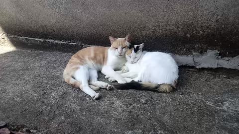 Soninho depois do almoço.