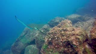 Scuba divers tucked into crevices encounter incredible wildlife