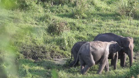 Baby elephant very cute