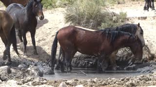 Wild Spayed Filly Futurity - Episode 1 Meet the fillies