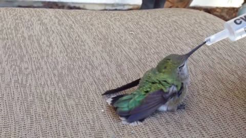 Man saves hummingbird.