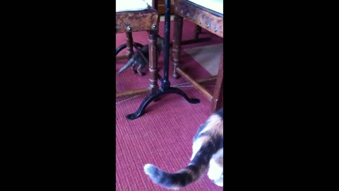 Baby fox meets cat, adorable playtime ensues