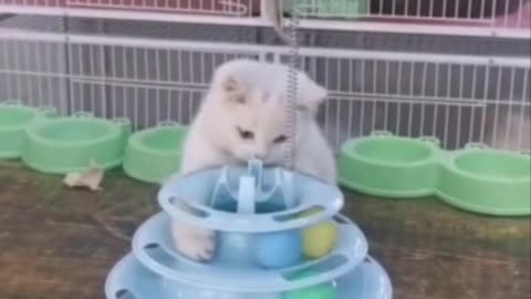 Cute Cat Playing With Child Toys Ball