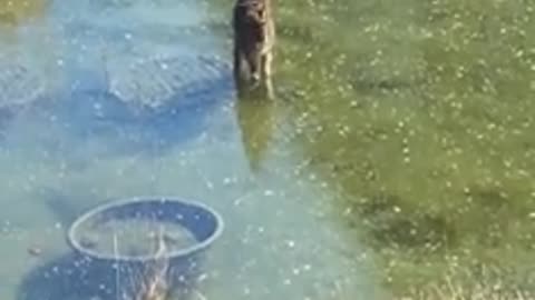 Cat with fish in water