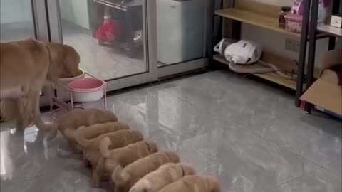 Puppies eating together