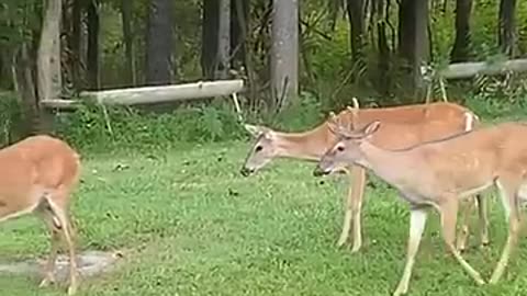 Deer is inquisitive of cat sitting on grass,__