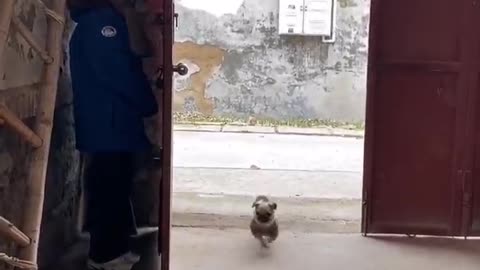 This puppy is so funny that it can't find its owner