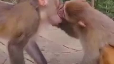 South Africa forest Monkey kissing