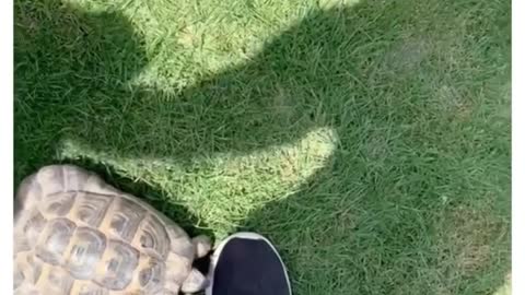 Angry Tortoise