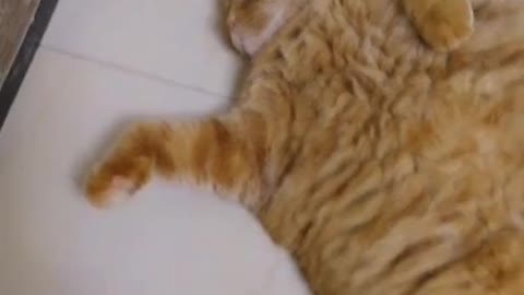 Cat just wants to lie flat