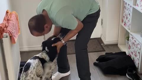 Excited dog overjoyed when owner comes home from work