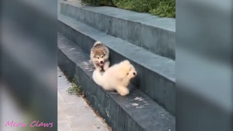 Cute Baby Alaskan Malamute stumbling