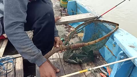 Fishing Fish Sembilang