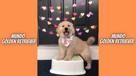 Golden Retriver Compilation