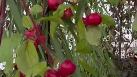 The cherries on the tree are ripe