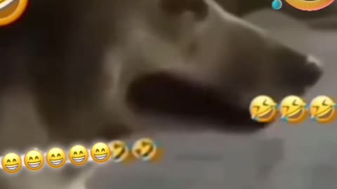 Cute doggy 😅🤣you can't Stop laughing