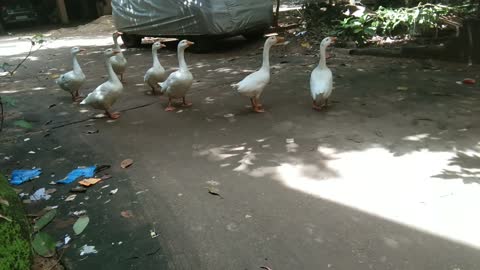 Swan Family Crossing the Road