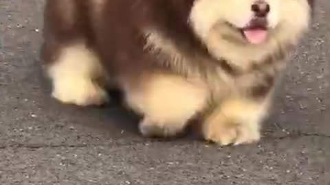 Cute and adorable Alaskan Malamute pets Am I fat😍 cute Puppies