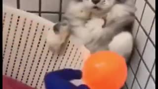 Os Cachorros e Gatos mais Engraçados do Mundo! #004