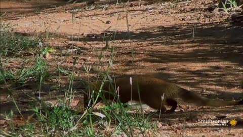 A mangoose and black mamba fight to death