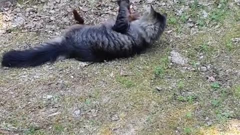 Cat vs Squirrel