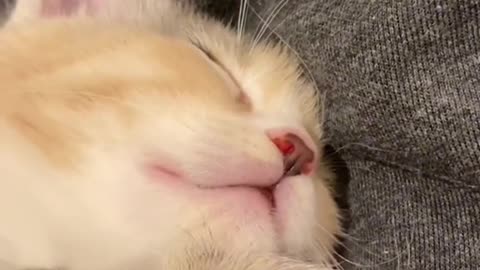 CUTE CATS VIDEOS😻😻😻