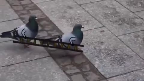 Birds_with_arms