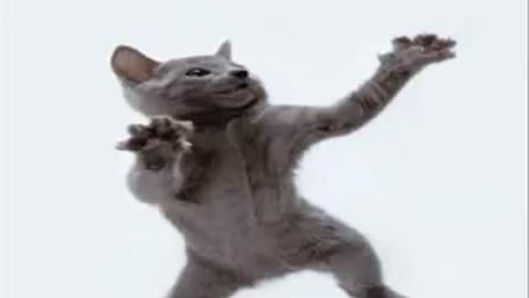 Cat Dancing to Hamster Dance